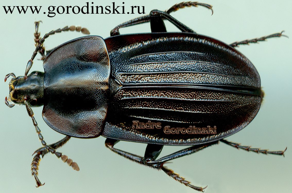 http://www.gorodinski.ru/silphidae/Silpha businskyorum.jpg